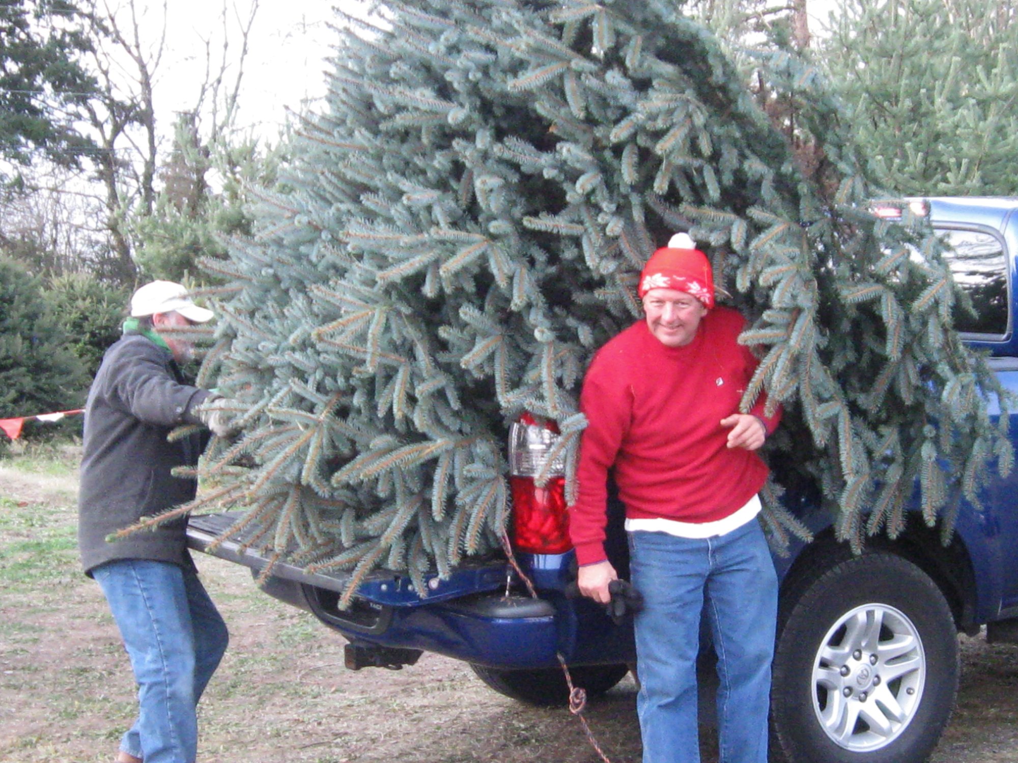 Harvey's Harvest Christmas Trees